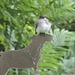 Eastern Phoebe