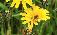 20190615 5356CPw [R~GB] Ferkelkraut (Hypochaeris radicata), Schwebfliege, Coed Pen-Y-Bedd-Wood, Kidwelly, Wales