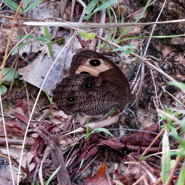 Common wood-nymph