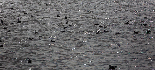 20140914 5283VRAw [NL] Möwen, Terschelling