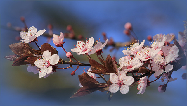 Le temps des cerises..... :-)