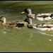 one two three ducks