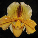 392 Frauenschuhorchideen gibt es in vielen "Modellen".