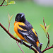 Baltimore Oriole