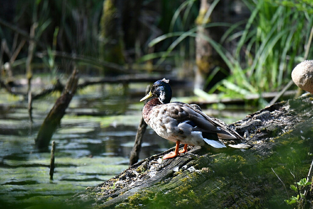 Canard Colvert (Anas platyrhynchos)