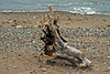 Uprooted tree trunk sunbathing!