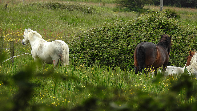 20190615 5357CPw [R~GB] Pferde, Coed Pen-Y-Bedd-Wood, Kidwelly, Wales