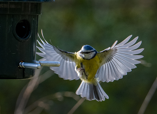 Blue tit