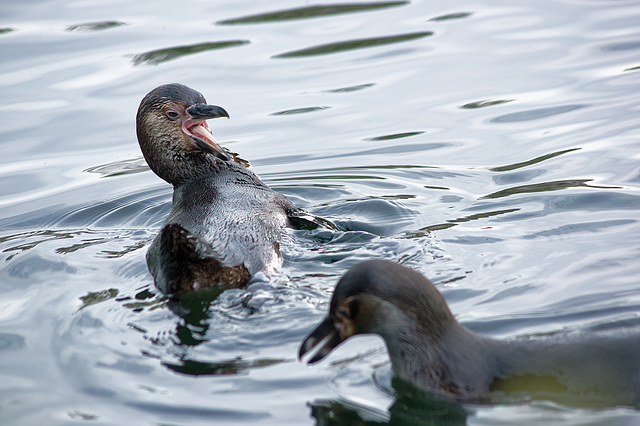 Penguin in its element