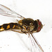 HoverflyIMG 8018