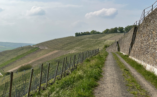 Weinberge