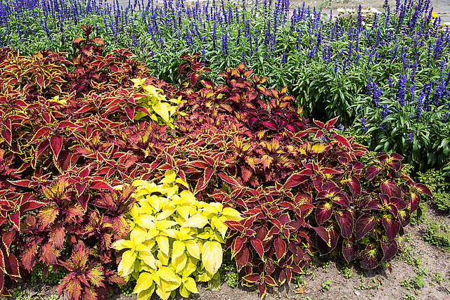 20140801 4519VRAw [D~E] Buntnessel (Coleus), Gruga-Park, Essen