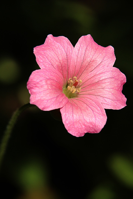 Flowers in our garden