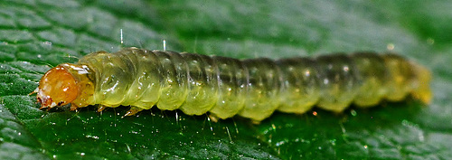 Caterpillar