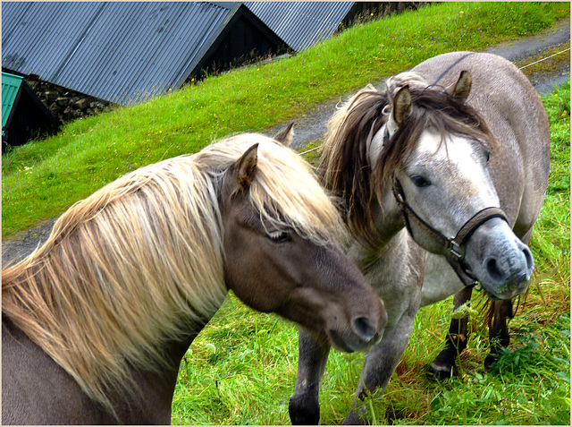 Leynar - una coppia di cavalli vikinghi -