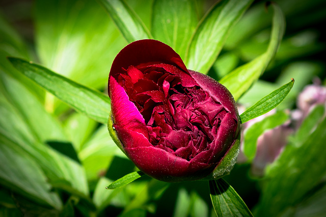 Peony Rose