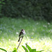 Eastern Phoebe