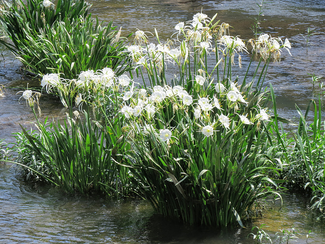 Cahaba lilies