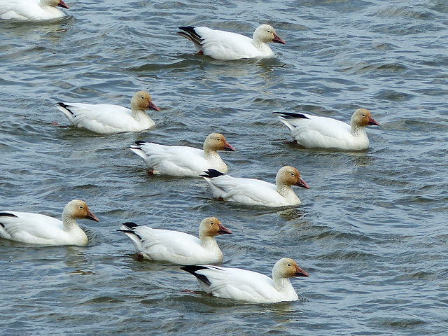 Day 8, Snow Geese