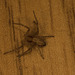 SpiderIMG 3429