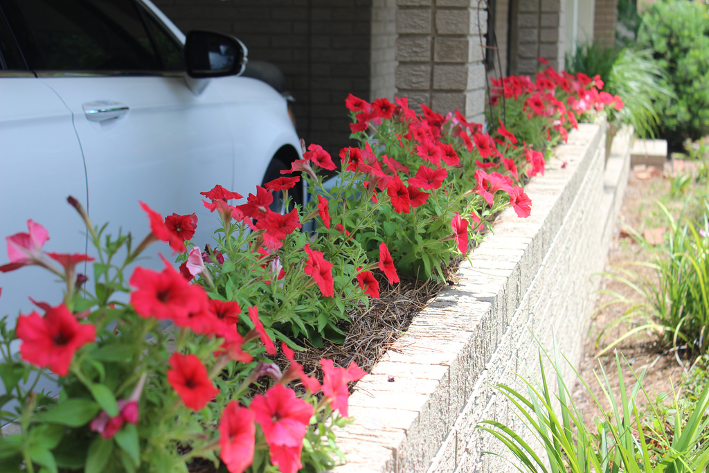 RED PETUNIAS..   My garden~~