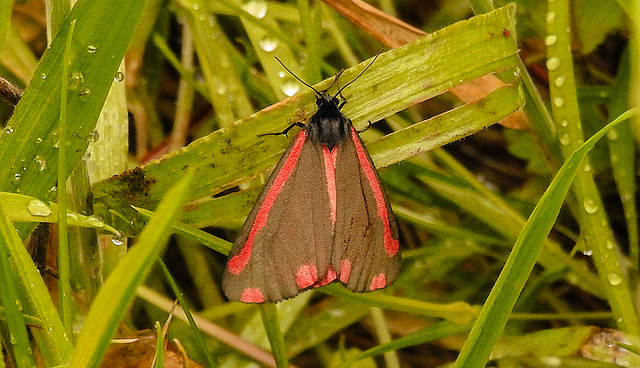 20190615 5358CPw [R~GB] Blutbär (Tyria jacobaea) [Kaminbär] [Jakobskrautbär], Coed Pen-Y-Bedd-Wood, Kidwelly, Wales