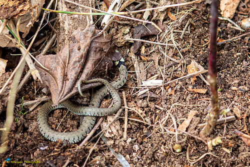 Couleuvre à collier