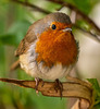 Robin