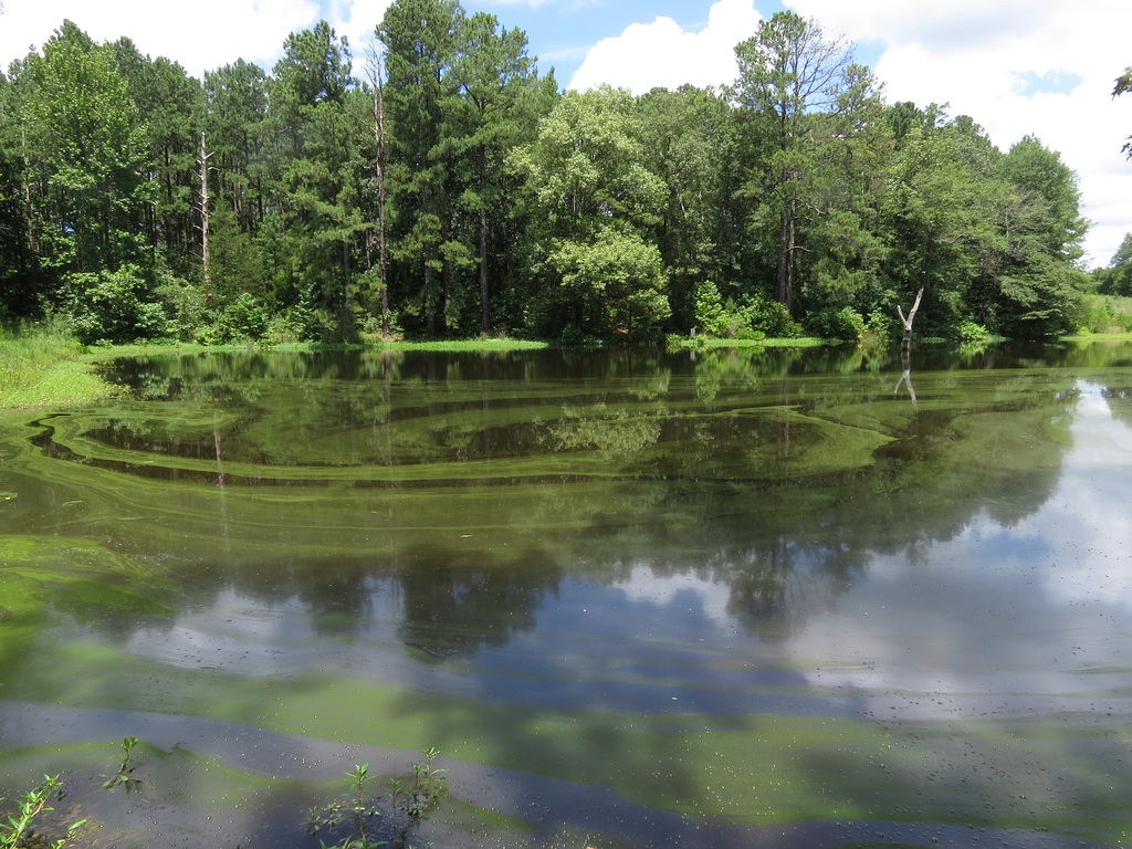 Algae on the pond