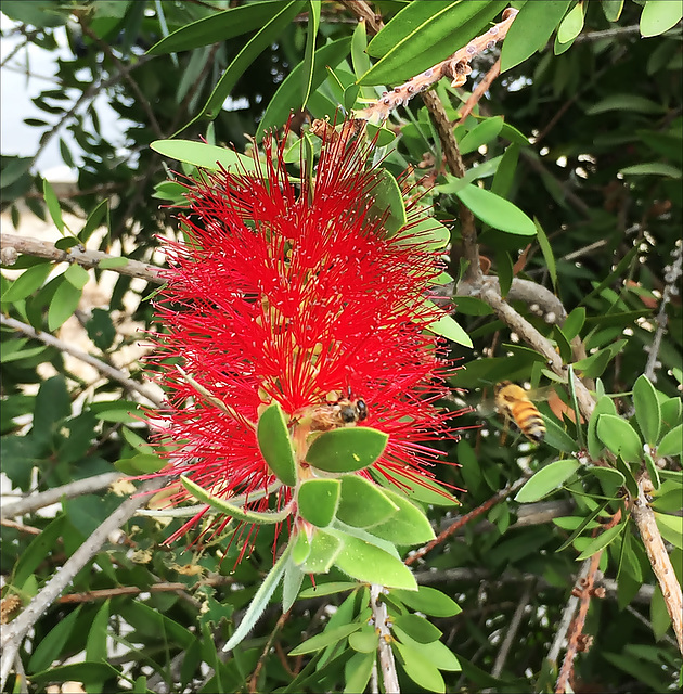 Bottle brush flower /Callistemon