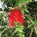 Bottle brush flower /Callistemon