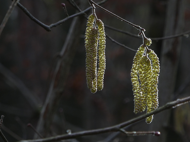 Haselblüten in der Januarsonne