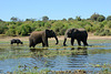 Botswana, Two Elephants and Buffalo in the Wetlands of Chobe National Park