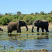 Botswana, Two Elephants and Buffalo in the Wetlands of Chobe National Park