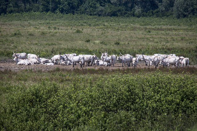 Lonjsko Polje Nature Park - Croazia