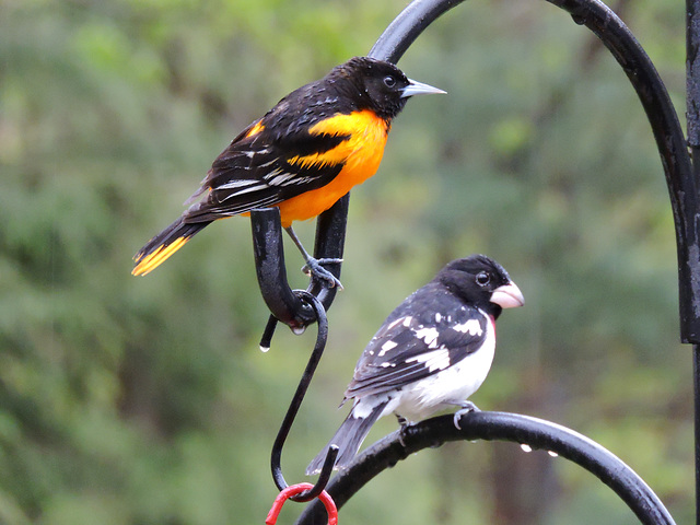 Baltimore Oriole