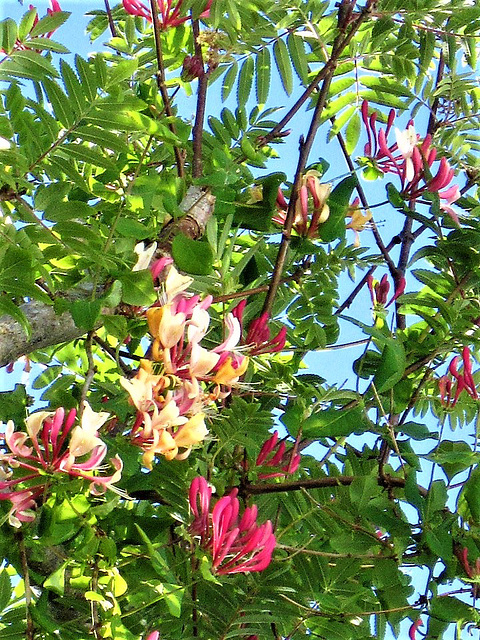 IMG 7014 (2)