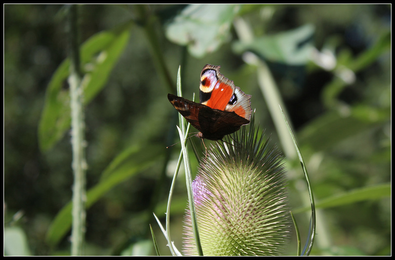 paon de jour (1)