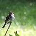 Eastern Phoebe