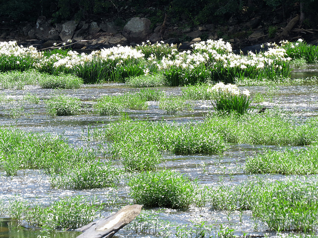 Cahaba lilies