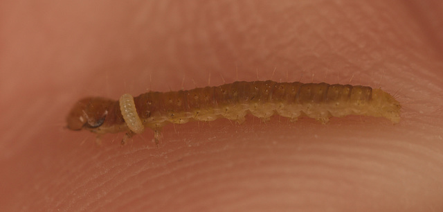 CaterpillarIMG 3411