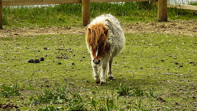 20190615 5359CPw [R~GB] Pferd, Coed Pen-Y-Bedd-Wood, Kidwelly, Wales