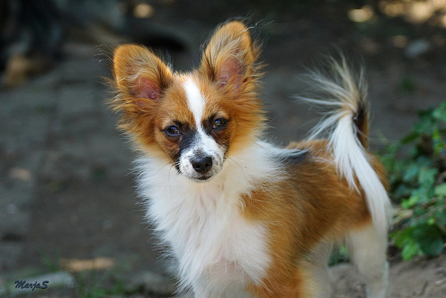 Angelo the Papillon, 4,5 month