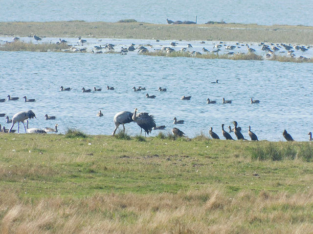 Kranichkolonie am Bodstedter Bodden.