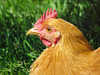Chicken at Akesi Farms