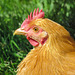 Chicken at Akesi Farms
