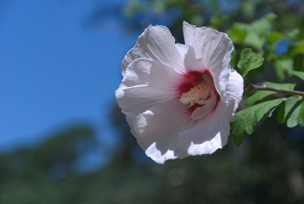 White Petals on a Sunny Day