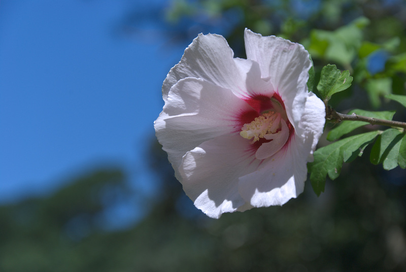 White Petals on a Sunny Day