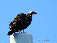 Osprey (Pandion haliaetus)