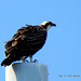 Osprey (Pandion haliaetus)